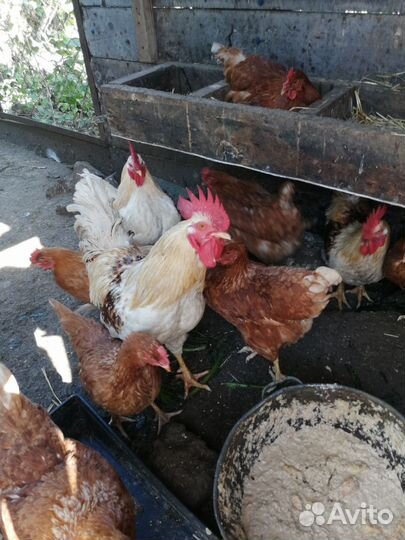 Куры несушки