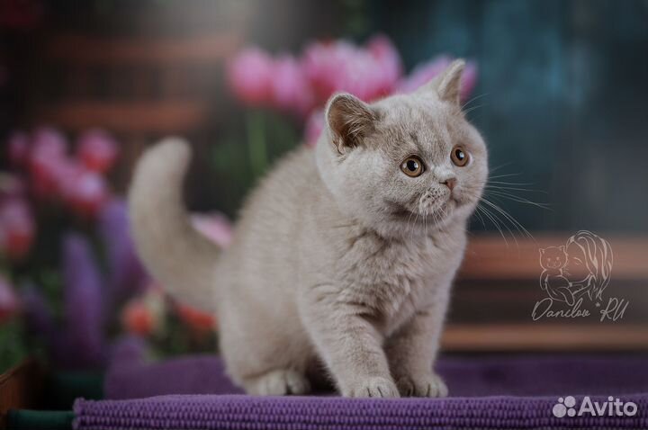 Британские котята