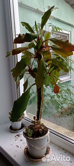 Молочай беложильчатый