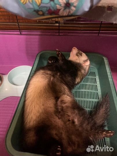 Вязка хорька