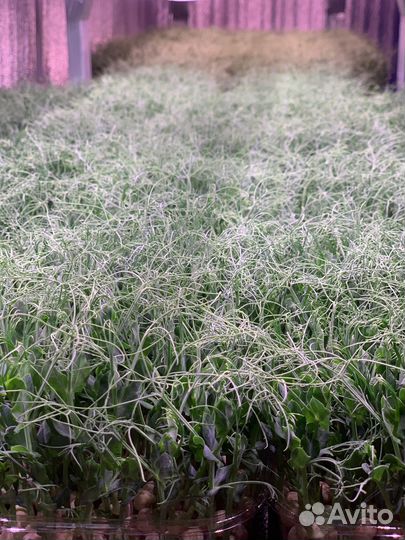 Микрозелень горох