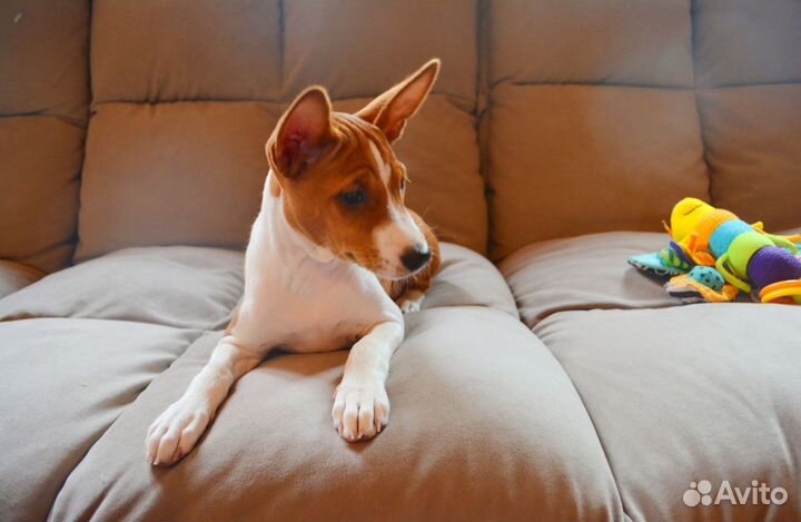 Девочка Баффи от Чемпионов