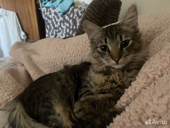 Домашние животные бесплатно кошки