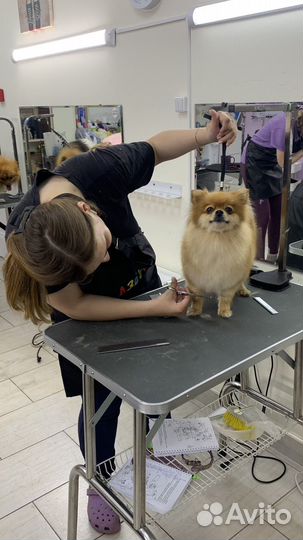 Груминг собак с выездом на дом, стрижка