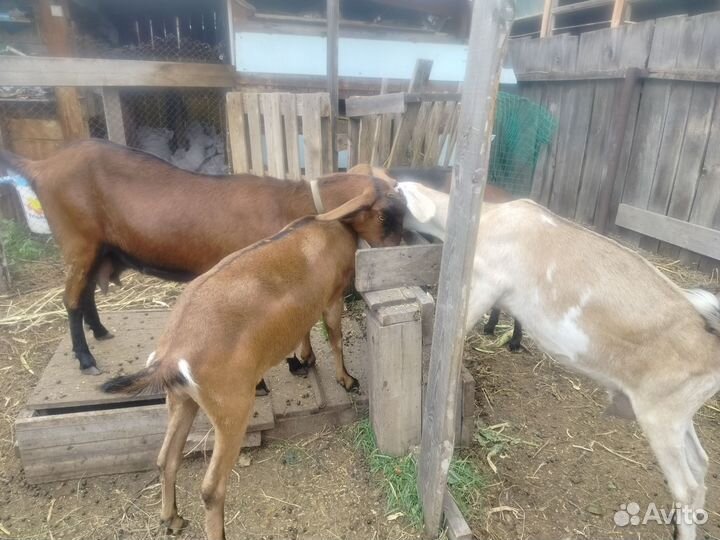 Козы нубийские