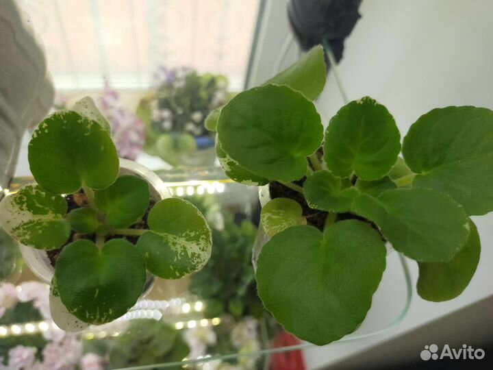 Фиалка ав-Травка зеленеет