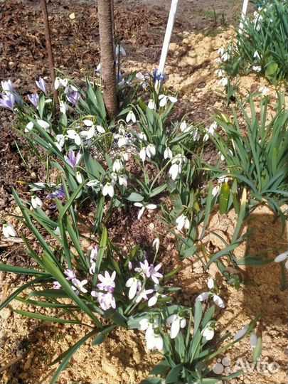 Подснежники сортовые