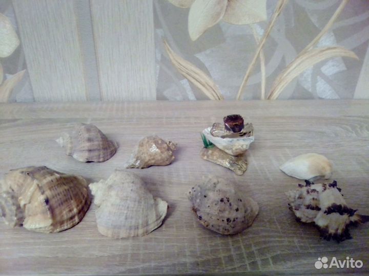 Ракушки(вместе)