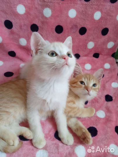 Шотладские котята