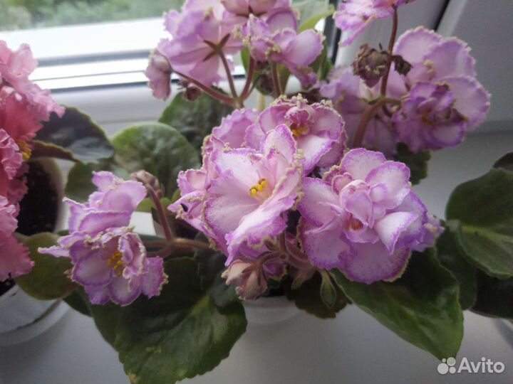 Фиалки сортовые