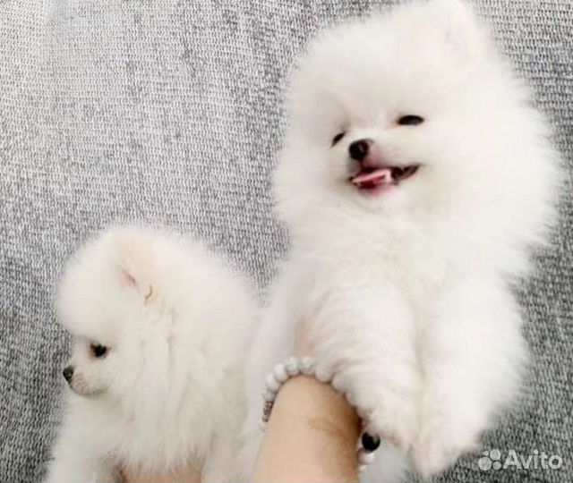 Щенки померанского шпица