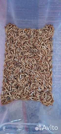 Мучной червь