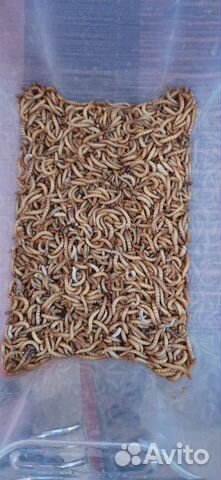 Мучной червь