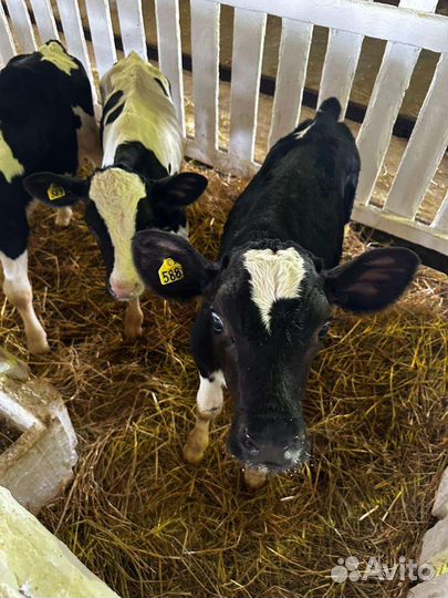 Бычки холмогоры на откорм