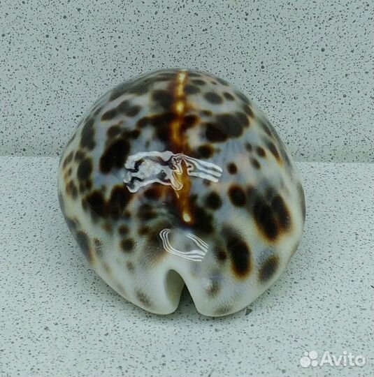 Ципрея Тигрис Каури 6,6 морская ракушка раковина