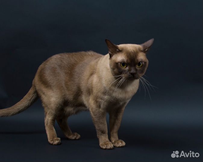 Бурманские котята