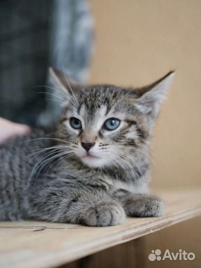 Котёнка ищет дом