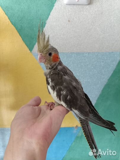 Попугай корелла птенец