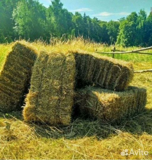 Сено в тюках