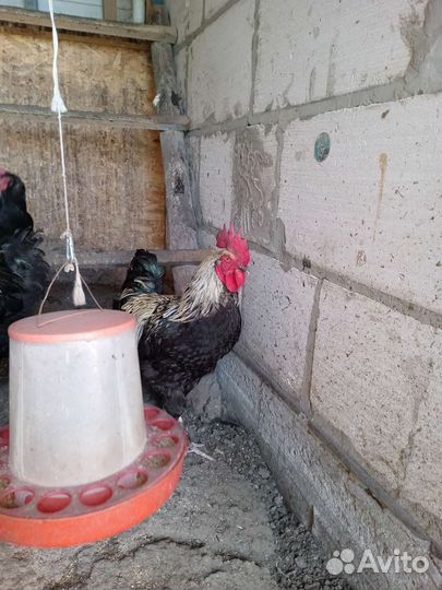 Куры петухи