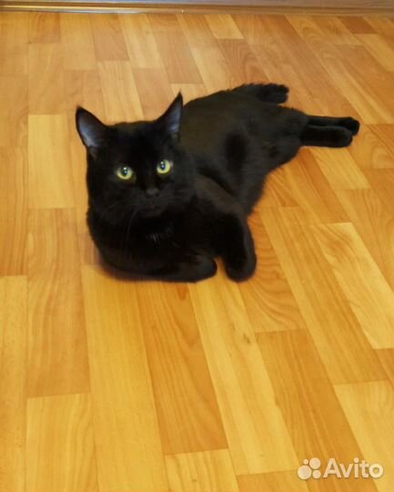 Красавчик-Кот