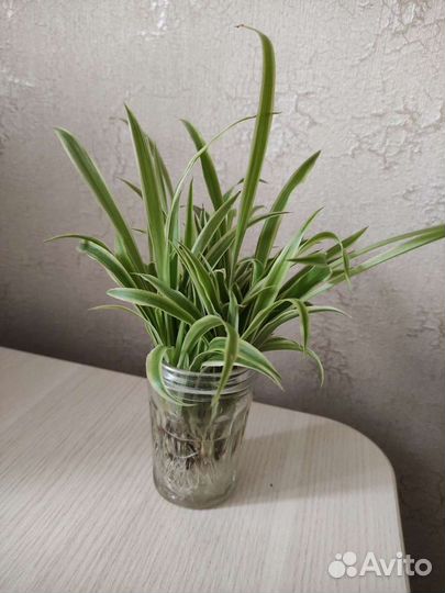 Синадениум Педилантус Панданус Хлорофитум