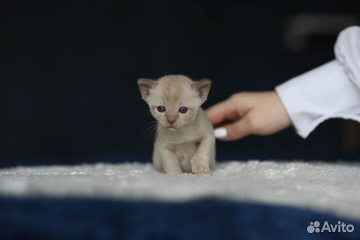 Бурманские клубные котята