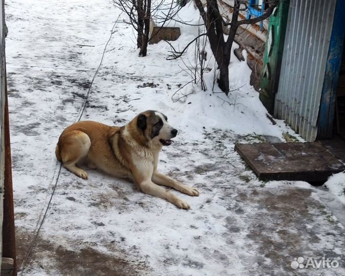 Сао алабай вязка