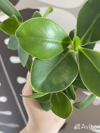 Клузия Принцесс (черенок)