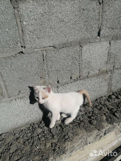 Котята отдам в добрые руки бесплатно