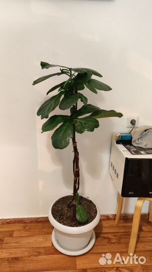 Фикус лира 120 см