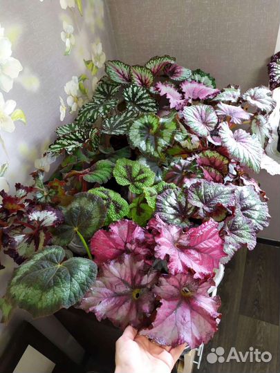 Бегония лист срез