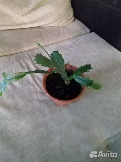 Комнатные цветы