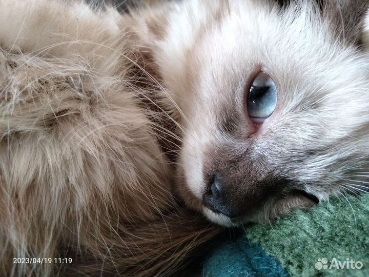 Котенок девочка в добрые руки