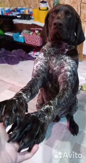 Вязка курцхаара