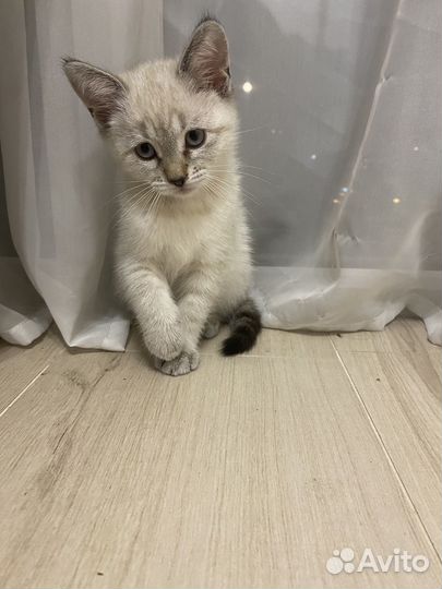 Невская маскарадная кошка
