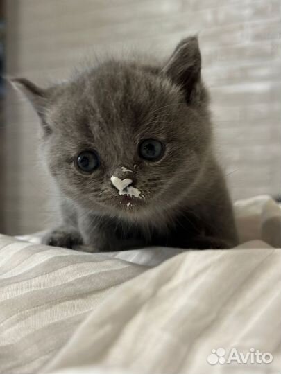 Шотландская