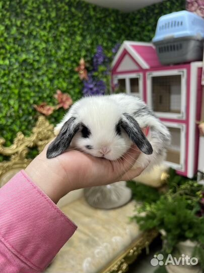 Кролики сиамские