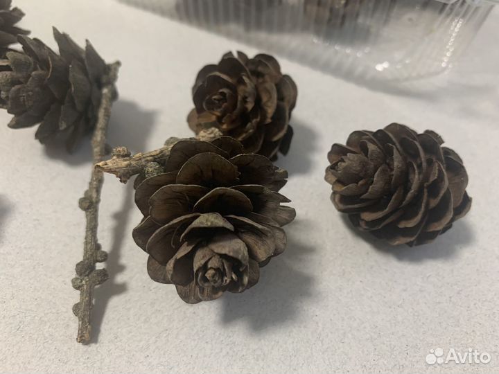 Шишки лиственницы неокрашенные