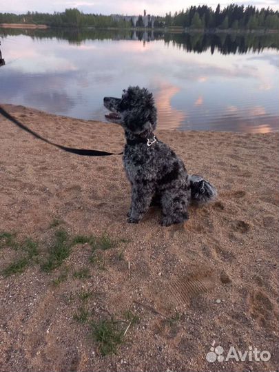 Товары для кошек и собак