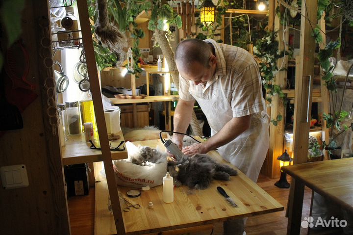 Стрижка кошек, котов на дому. Все районы города