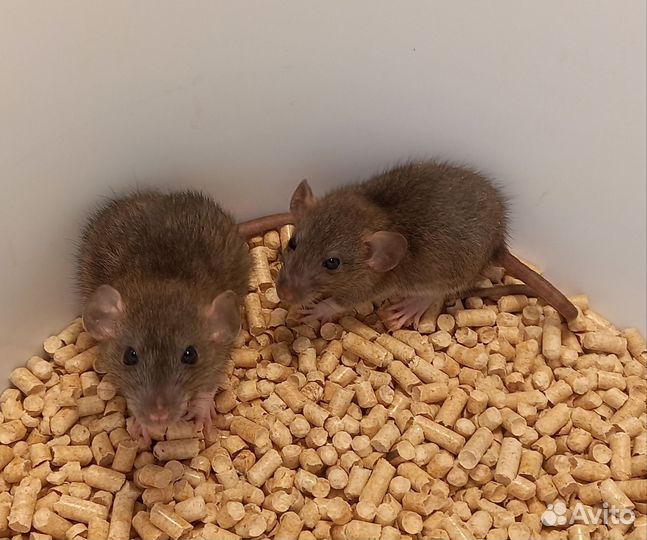 Крысята(девочки)дамбо и со стандартными ушками