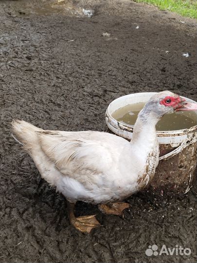 Индоутки годовалые и 4 месячные,северные кряквы