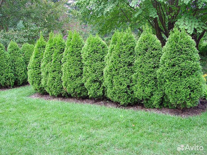 Туи с посадкой