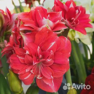 Гиппеаструм амариллис