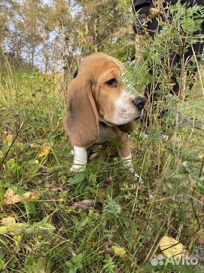 Щенки бигль