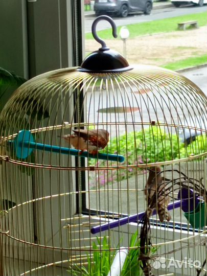 Амадины и клетка