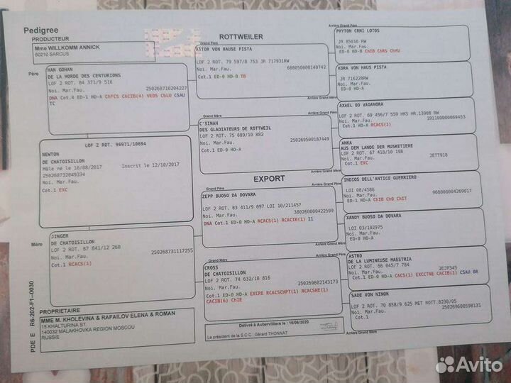 Документы для ваших собак и кошек