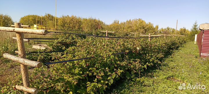 Саженцы ремонтантной малины Пингвин, Нижегородец