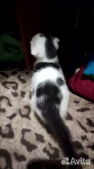 Котенок вислоухий